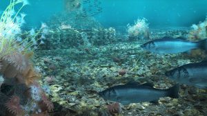 oyster recovery